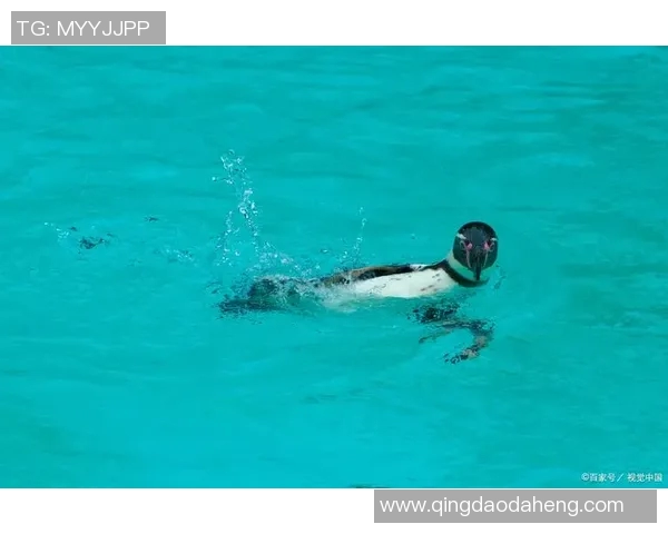 游泳对身体健康的全面益处与改善效果分析